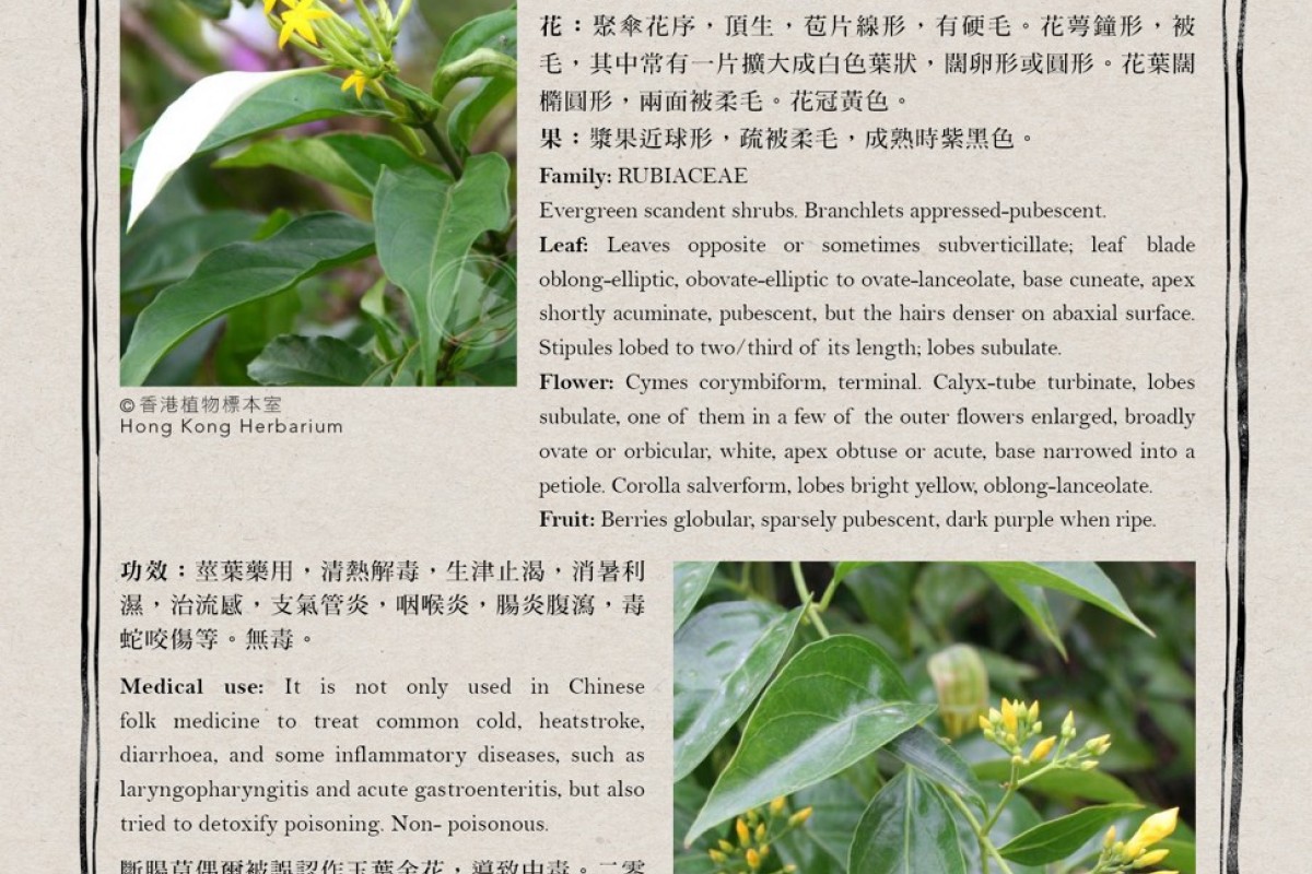 Hiking Tips Deadly Snakes And Poisonous Plants Explained In Three New Hong Kong Guides To The Countryside South China Morning Post