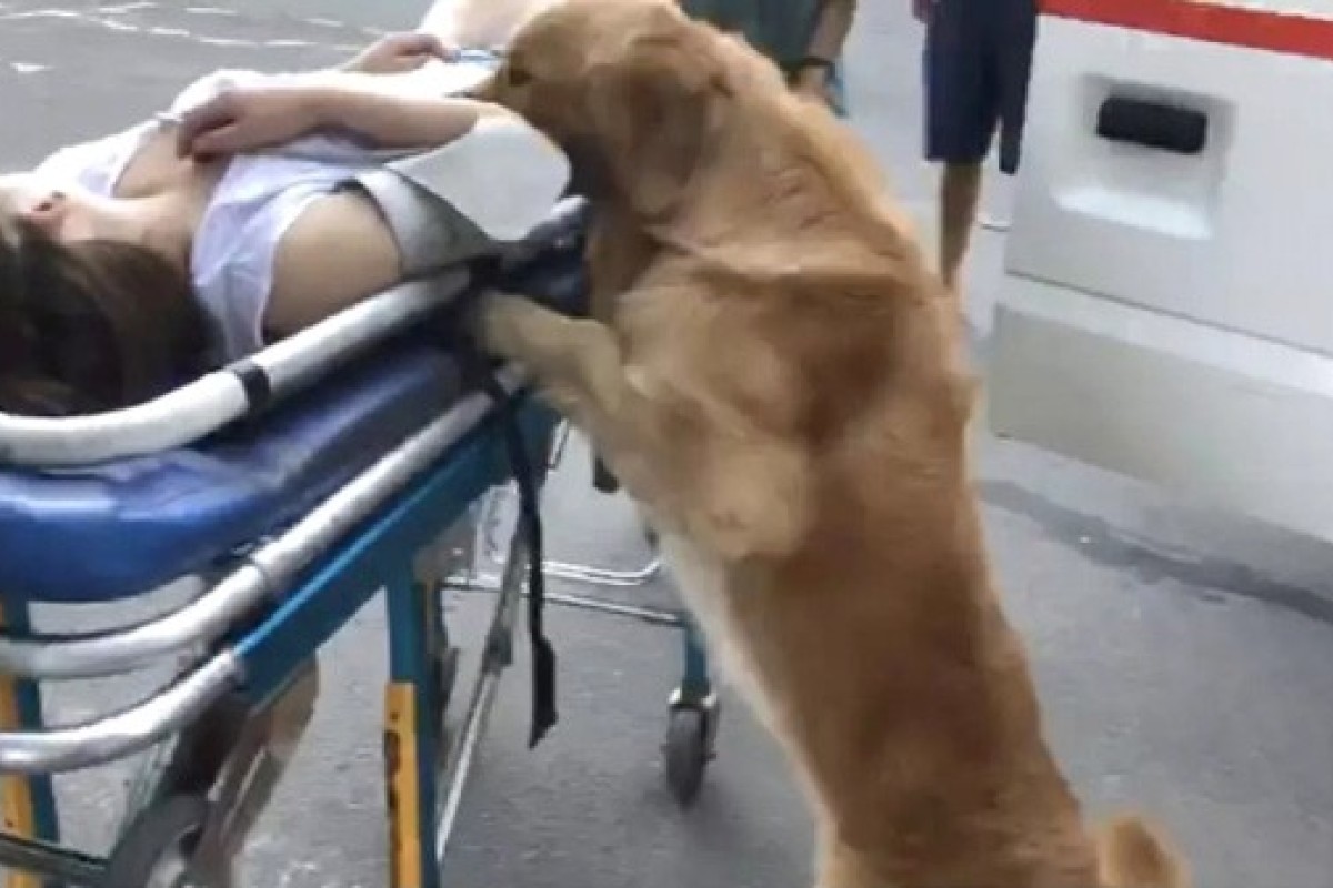 Martha Speaks Dog Porn - Golden retriever refuses to leave Chinese owner after she ...
