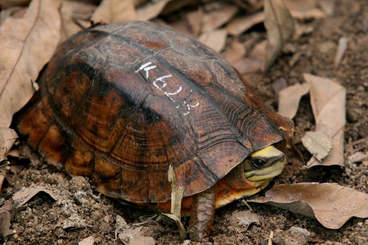 Hong Kong green groups call for endangered species smuggling to be