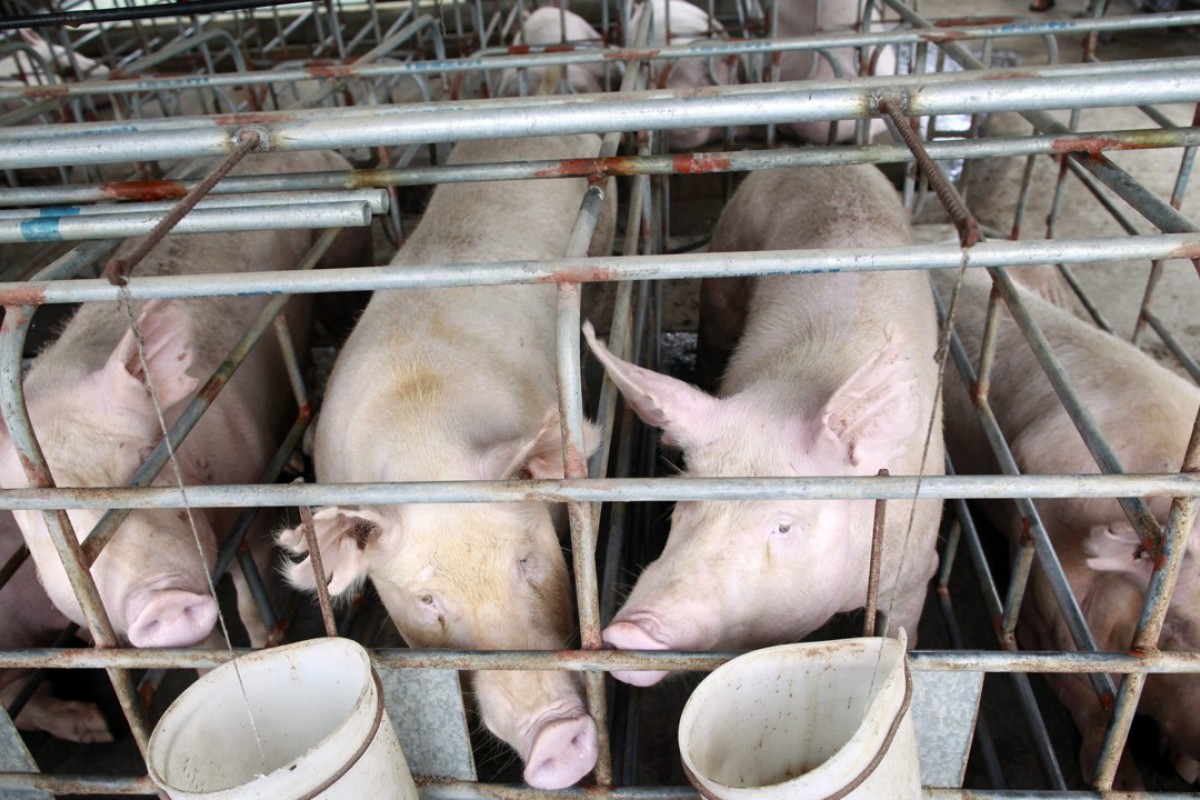 China On Alert For African Swine Fever Virus But Will It Hit