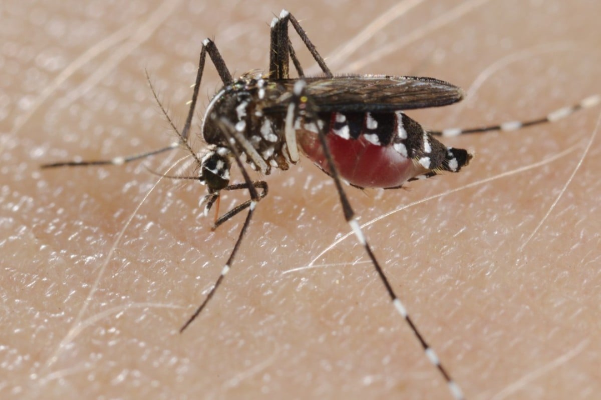 As dengue  fever  scare hits Hong Kong how can you best 