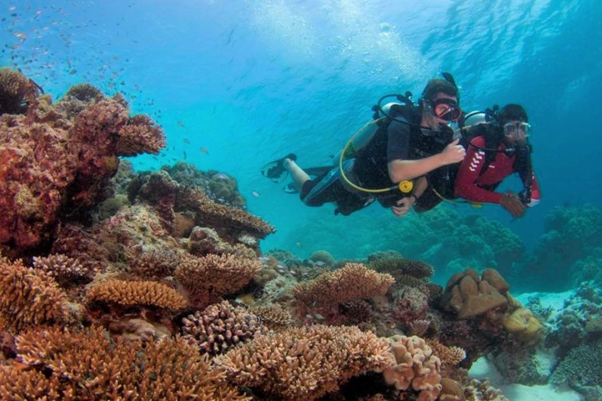 reef banyan