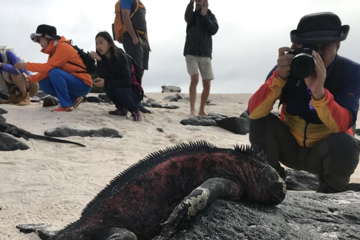 Selfies In A Wedding Dress With Iguanas Chinese Do The Galapagos