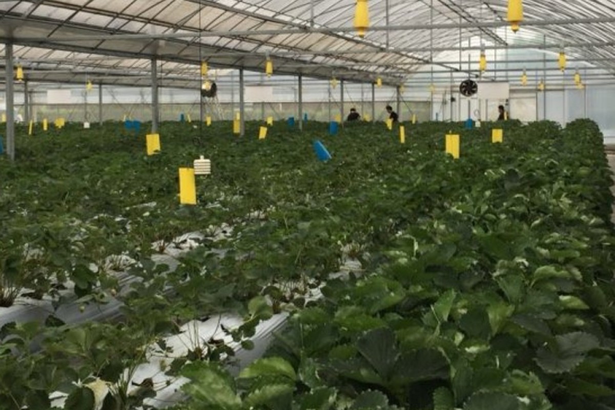 China Is Making Its Vegetables Grow Bigger Faster And