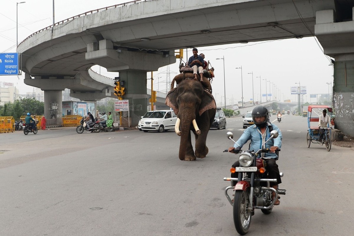 Delhi’s last elephants await marching orders South China Morning Post