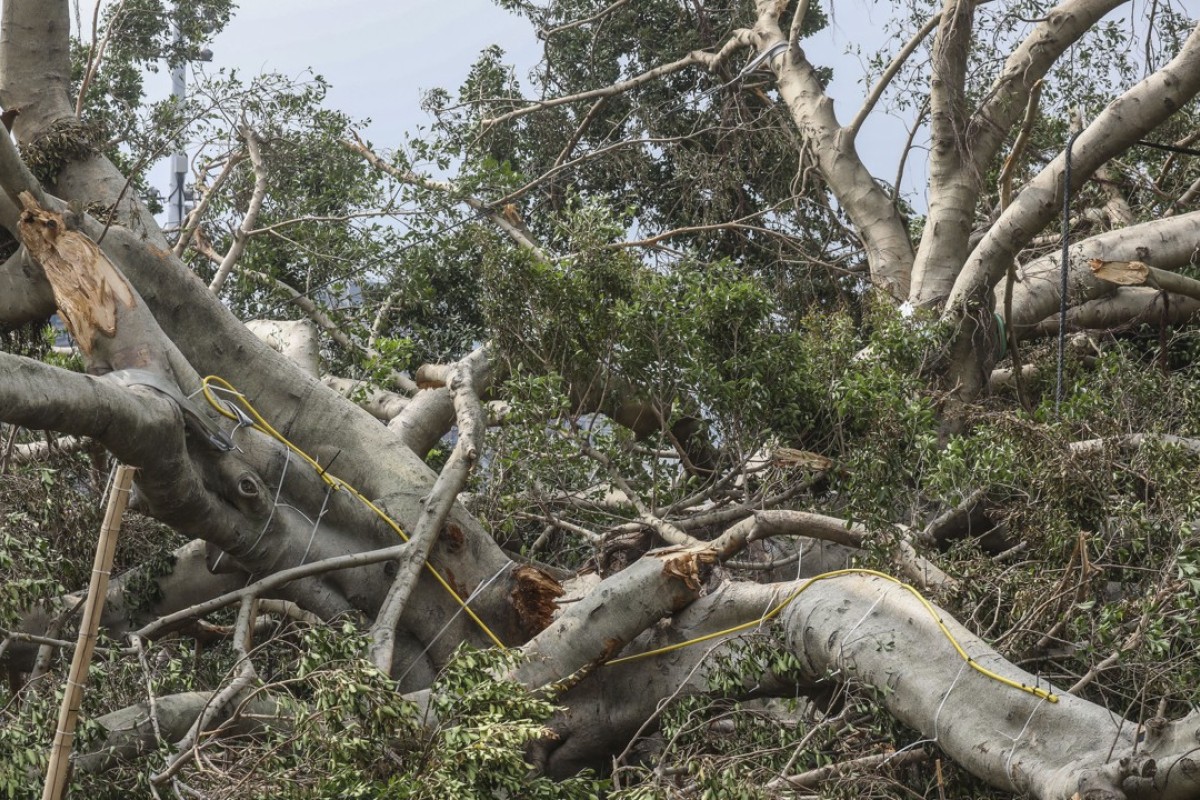 Balance Needed On Trees In A Green Hong Kong South China