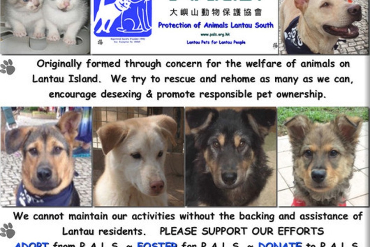 Animal Welfare In Hong Kong Veteran Campaigner Hopes Duty - 