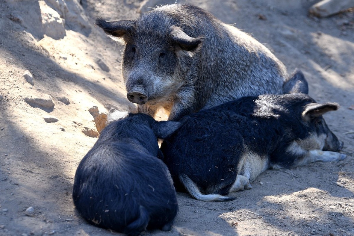 French Ham Lovers Help Save Rare Breed Of Tasty Hungarian Pig
