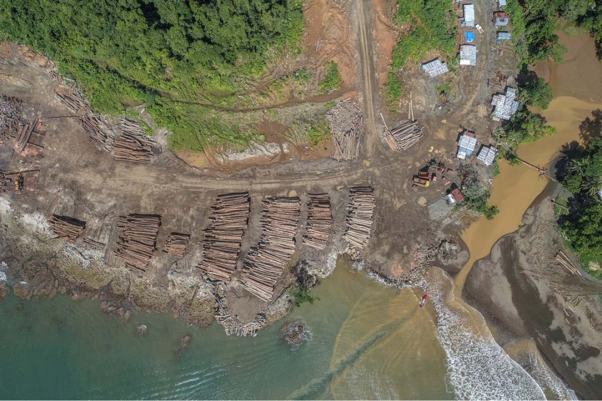 Chinese demand for timber could strip Solomon Islands bare of forests ...