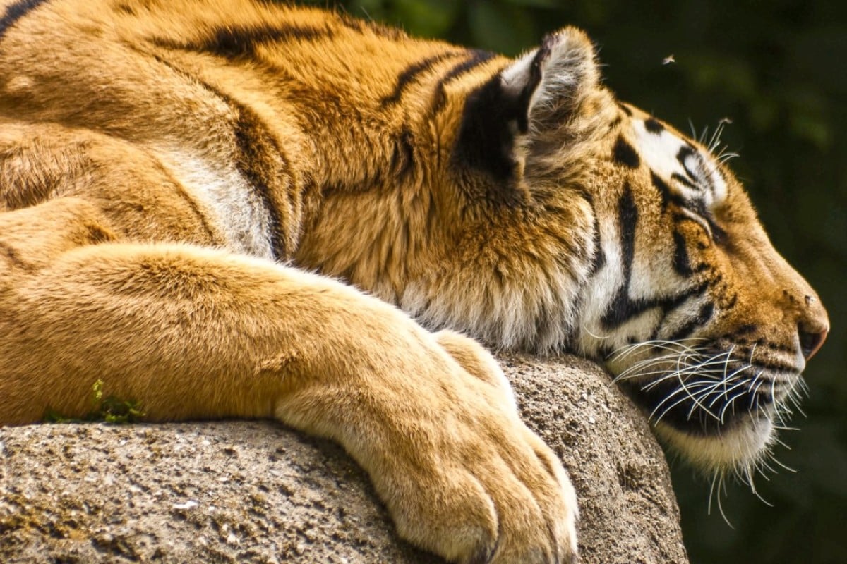 A Malayan tiger. Photo: SCMP Pictures