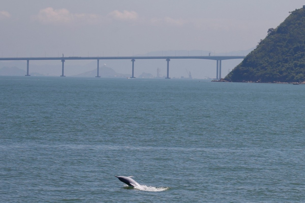 Hong Kong Activist Groups Decry Worker Deaths And Drop In Dolphin Population Caused By Construction Of Mega Bridge South China Morning Post