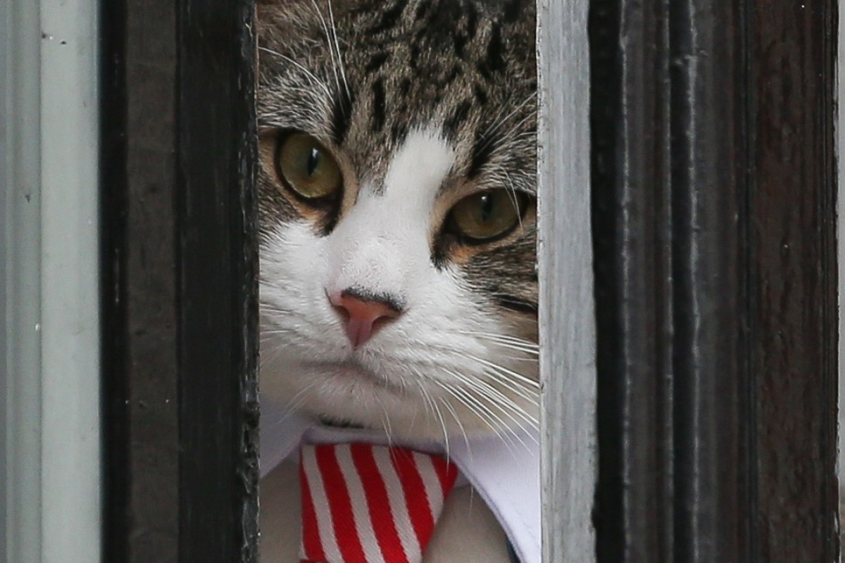 Judge throws out Julian Assange lawsuit, he must clean up after cat
