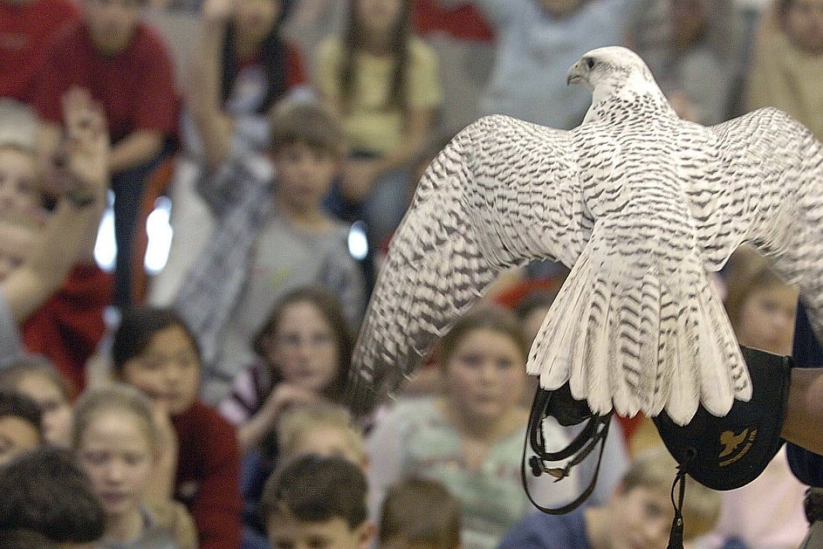 united states air force academy mascot the bird