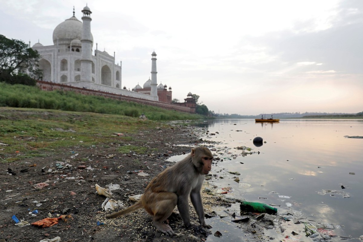 Monkey kills 12-day-old baby boy after snatching breastfeeding infant