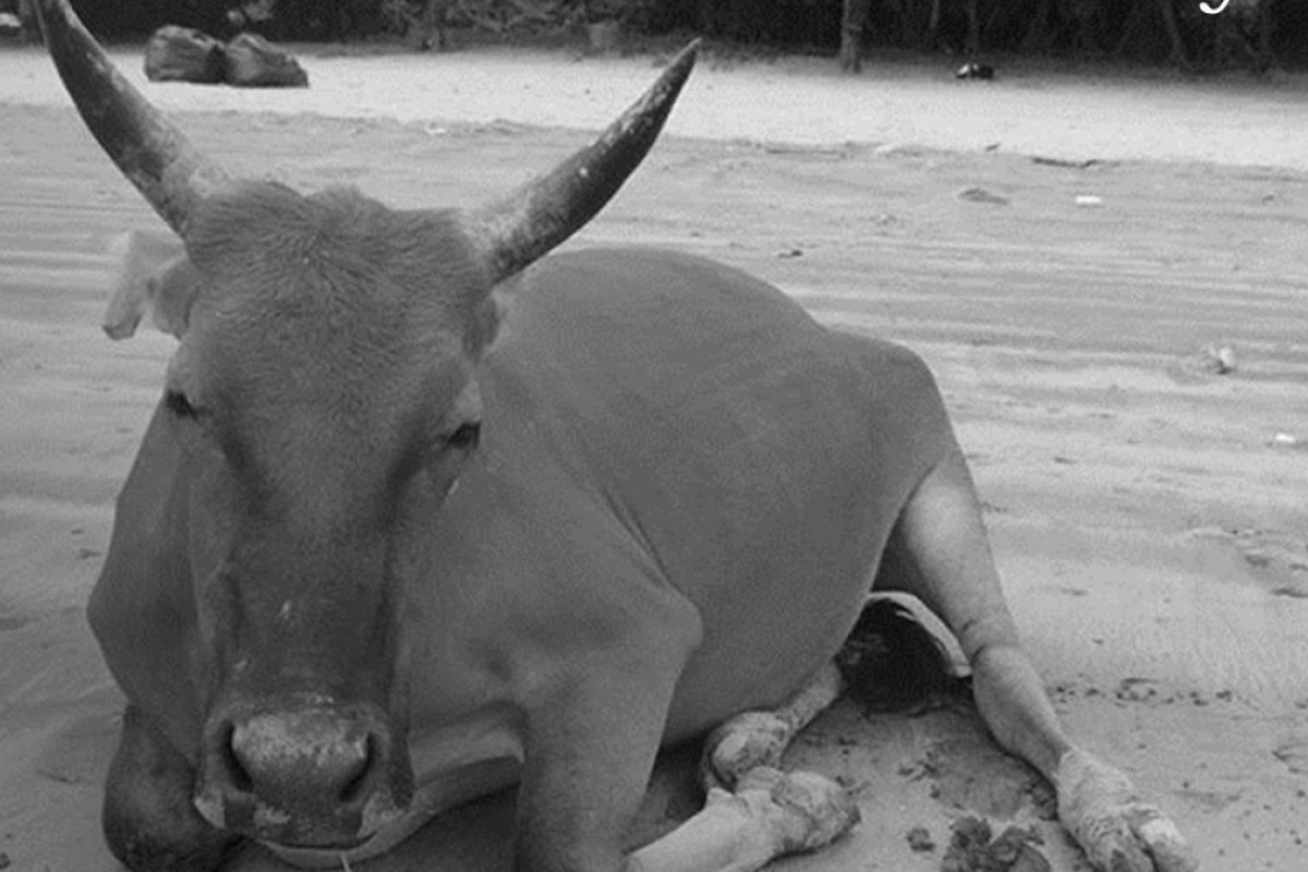 A photograph of Billy the Pui O cow used to accompany the announcement of his death. Photo: Facebook/AFCD