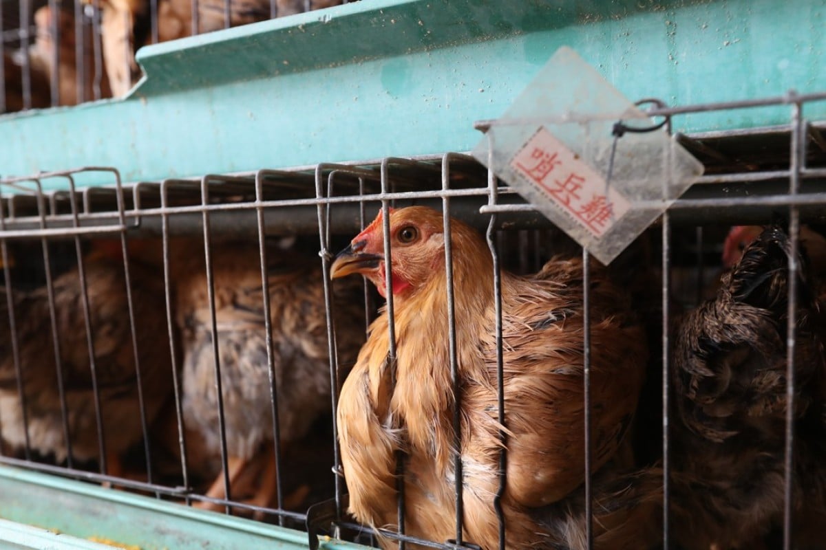 Let Hong Kong’s veterinary surgeons do more to ensure the safety of