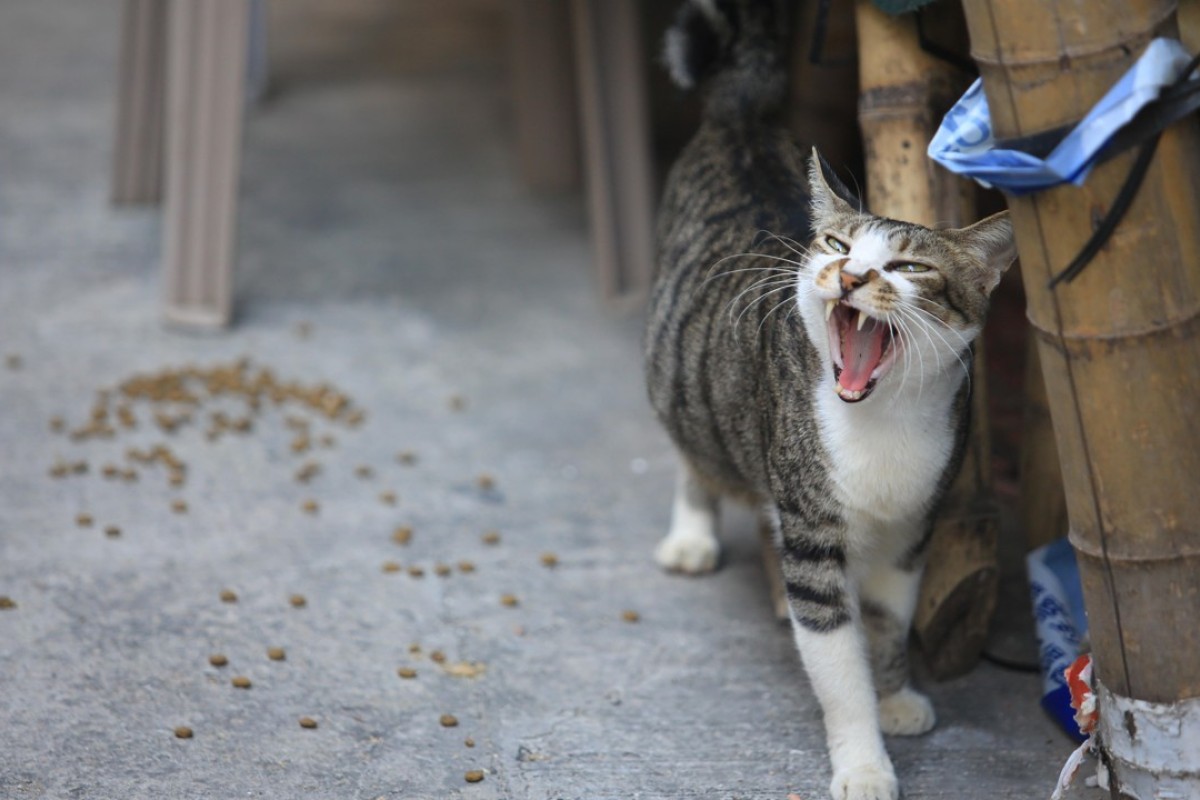 Chinese Animal Lovers Rescue 375 Cats From Illegal Slaughterhouse