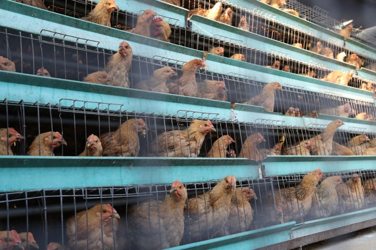 Food safety and public health in Hong Kong would benefit from the
