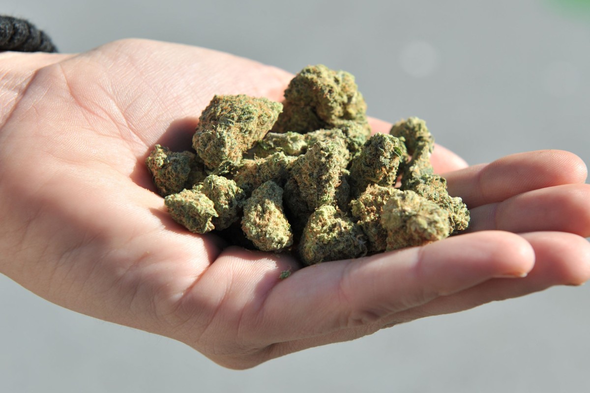 New Zealand to vote on legalising marijuana in ‘reeferendum’ scheduled