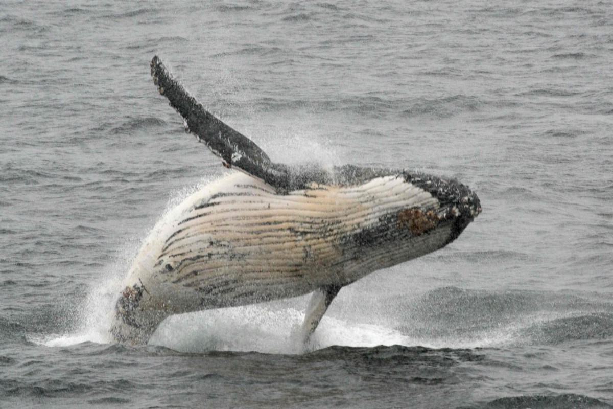 Reputation Of Japan Sinks With Decision To Quit Whaling Body