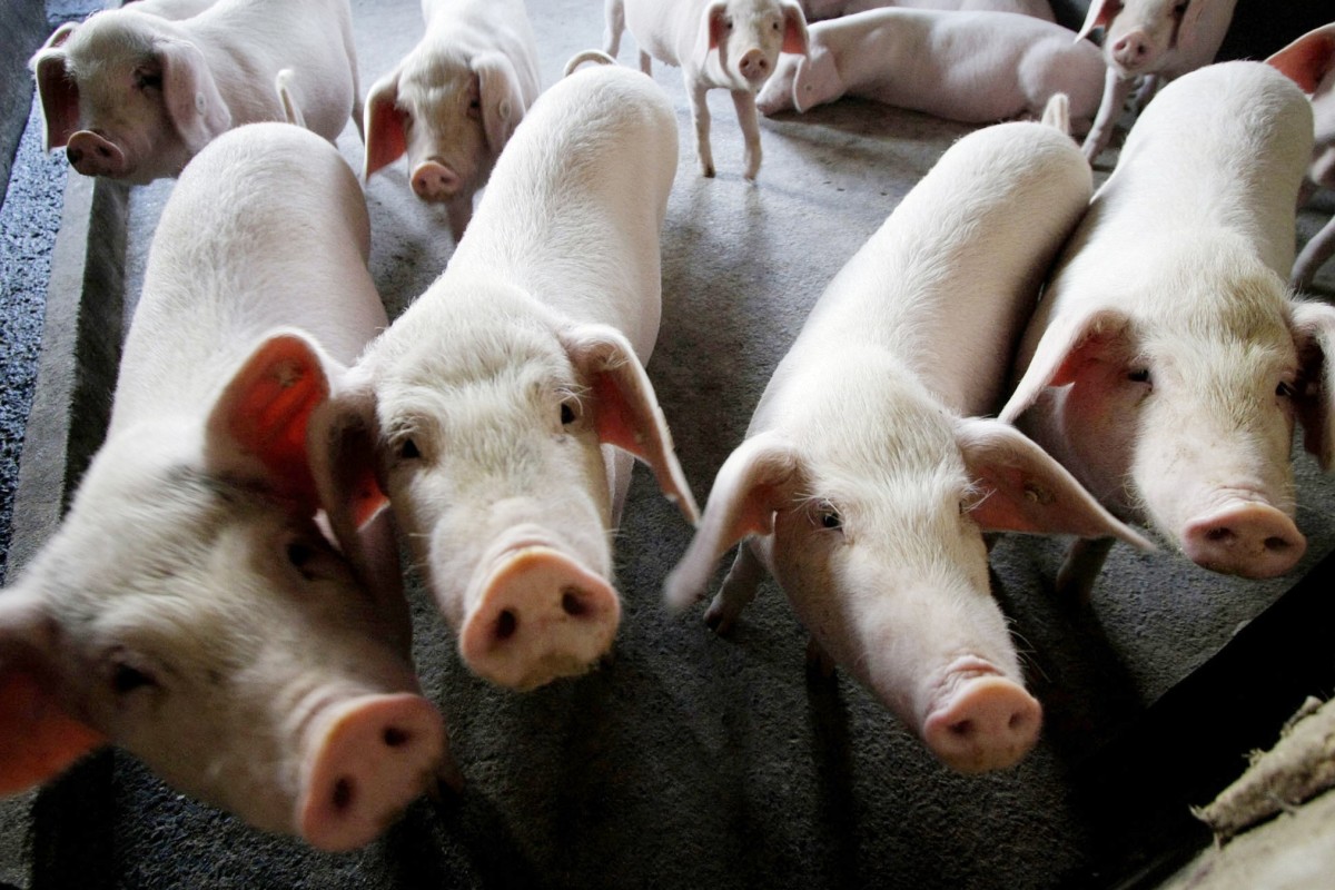 African Swine Flu Threatens Chinas Long And Storied Love - 