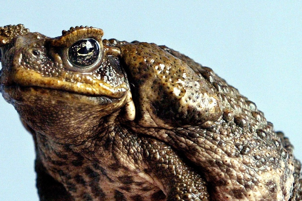 poisonous-cane-toads-mating-with-mangoes-snakes-and-killing-crocodiles