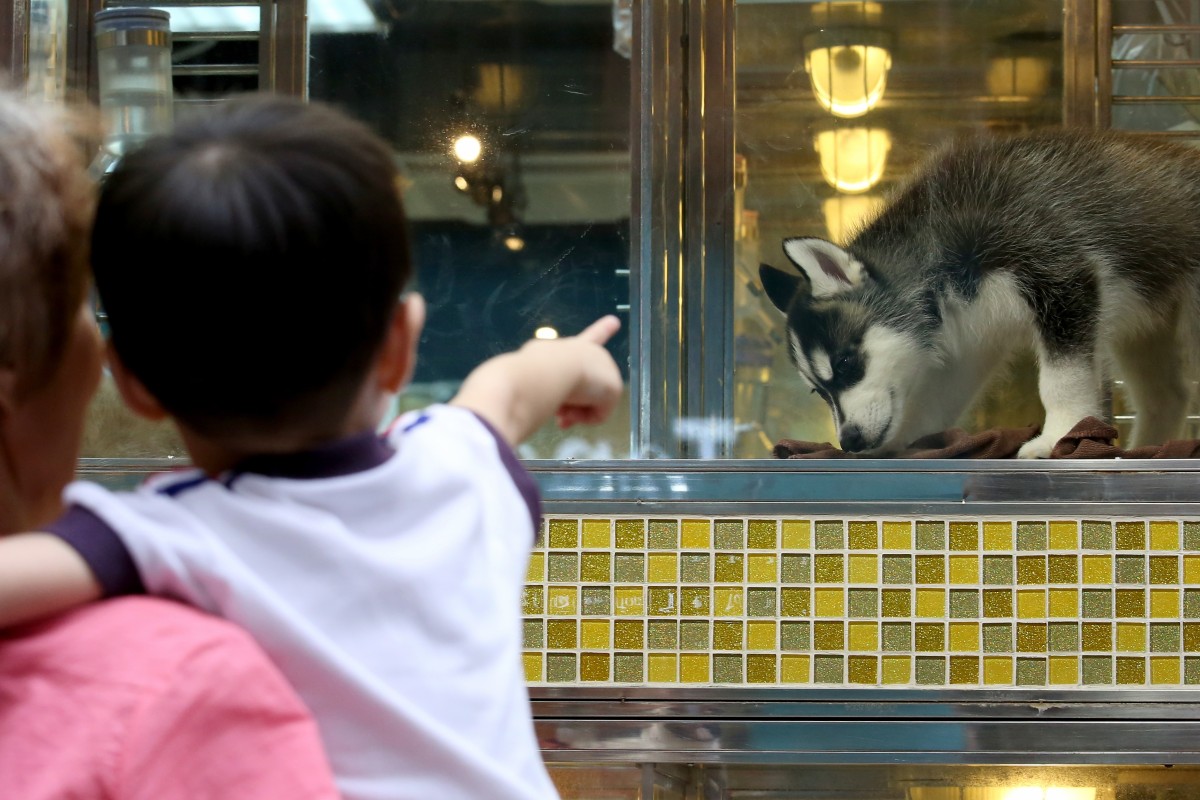 Abused Abandoned Hong Kong Pets Need Loving Homes The People And