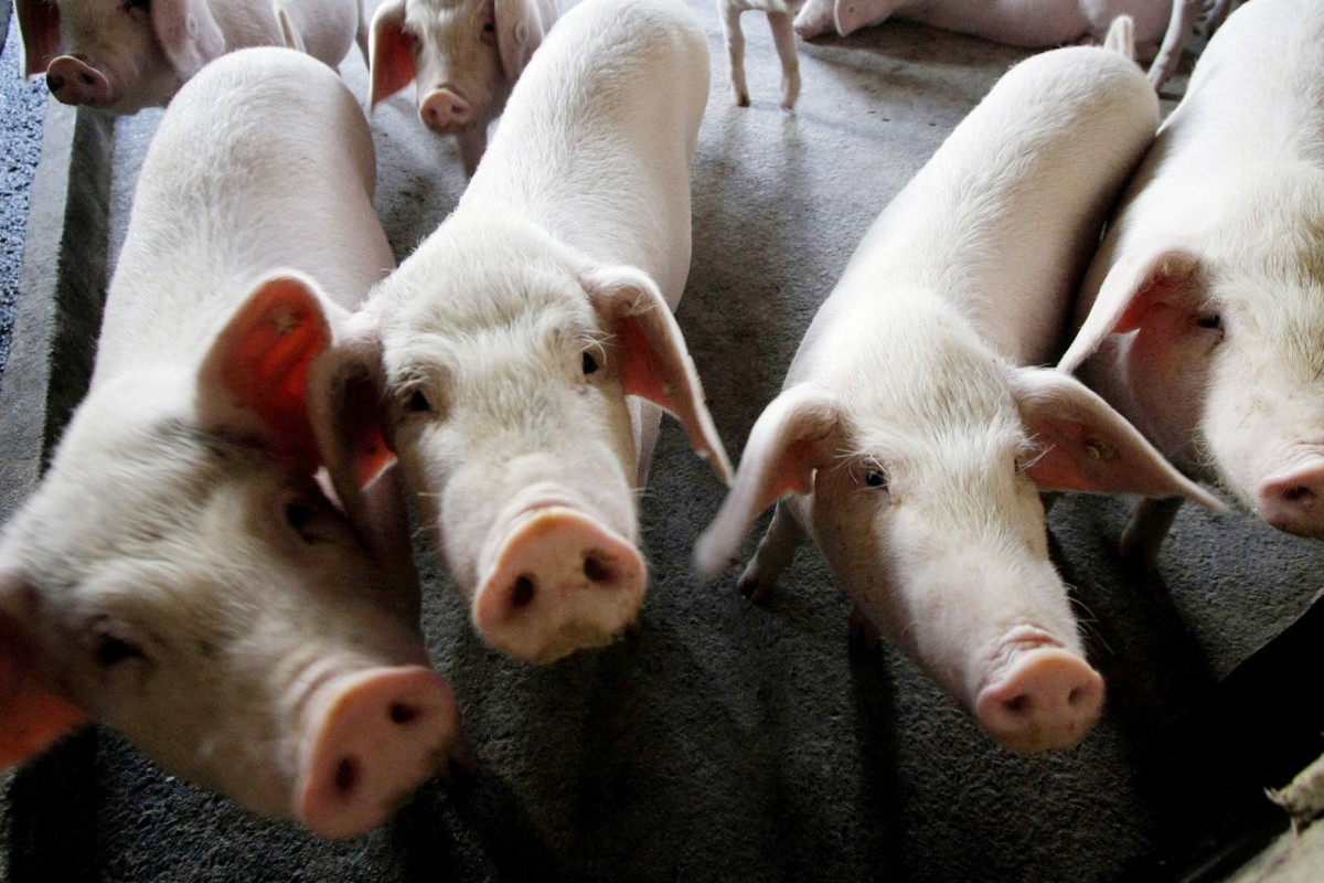 Vigilance Essential As African Swine Fever Fears Rise Before