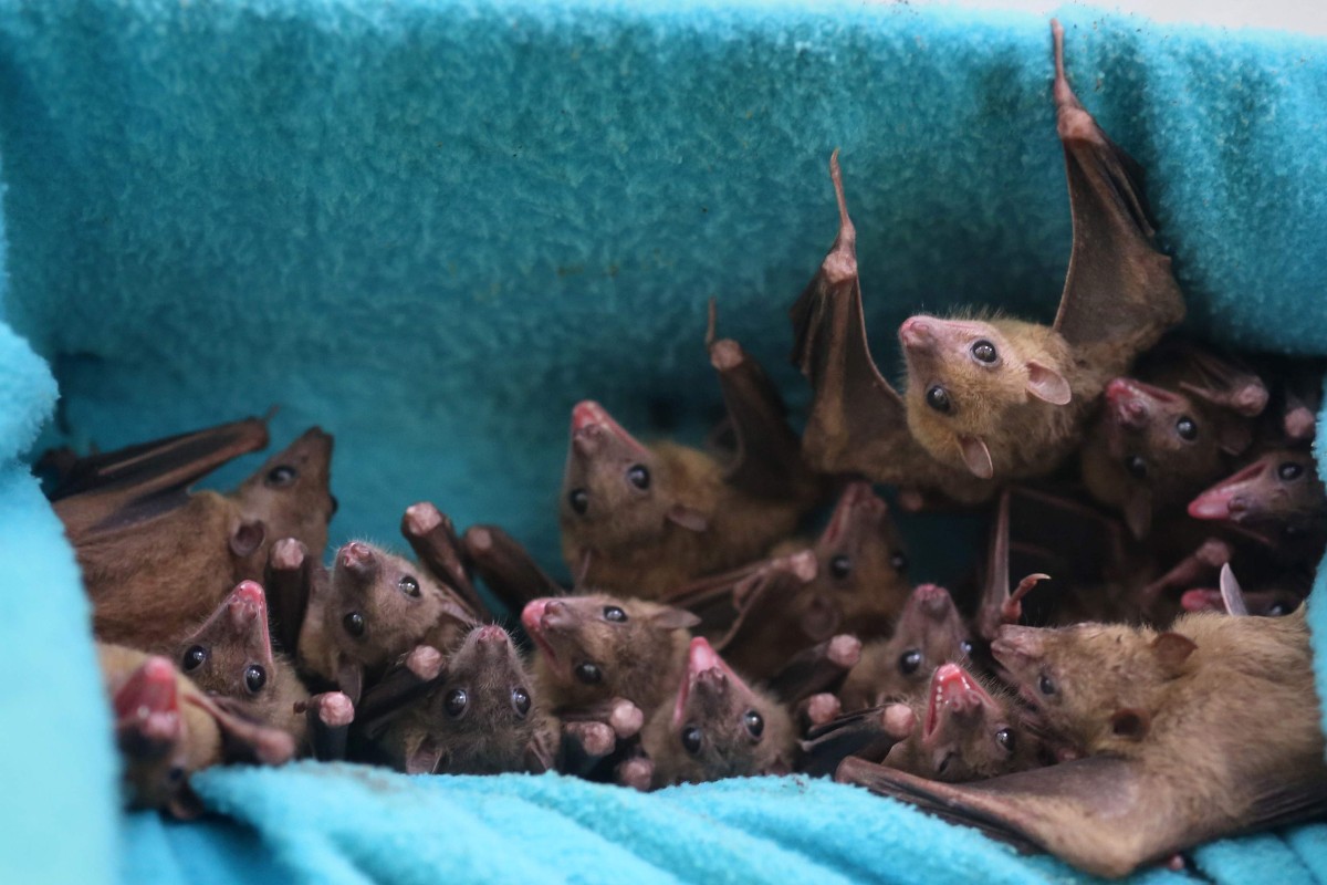 Ebola-like virus found in Chinese bats | South China Morning Post