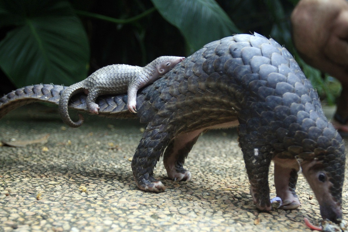 China has laws to stop pangolin trafficking – but what ...