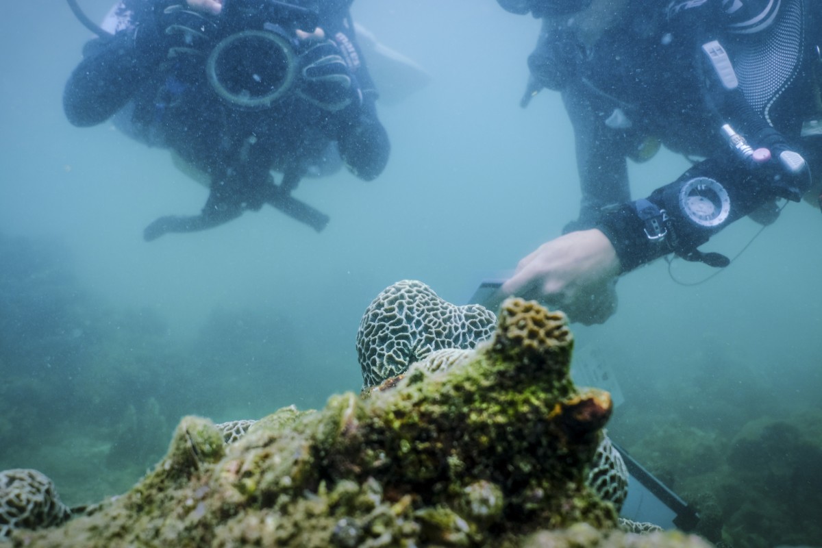 Vriko Yu (left) and Yu-De Pei inspect their coral nursery in Hoi Ha Wan, Sai Kung. Picture: James Wendlinger
