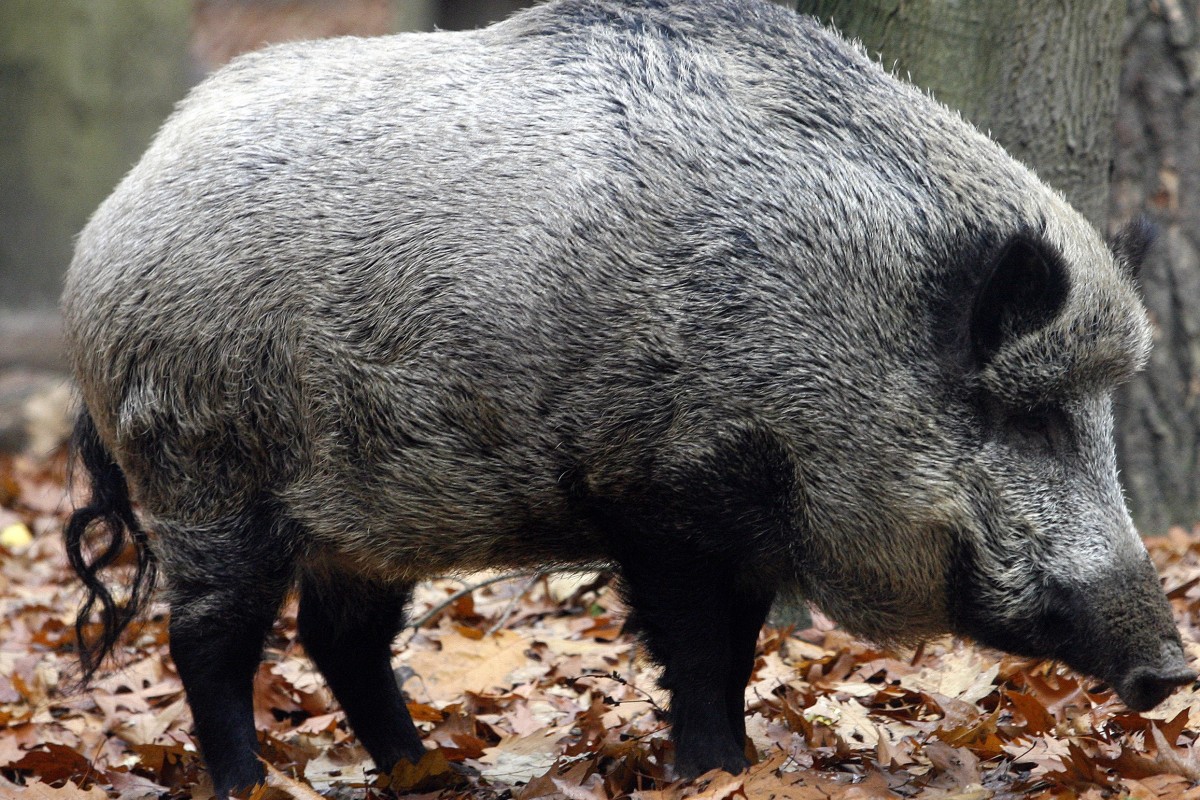 Taking Inspiration From The Wild Boar In The Year Of The Pig - 