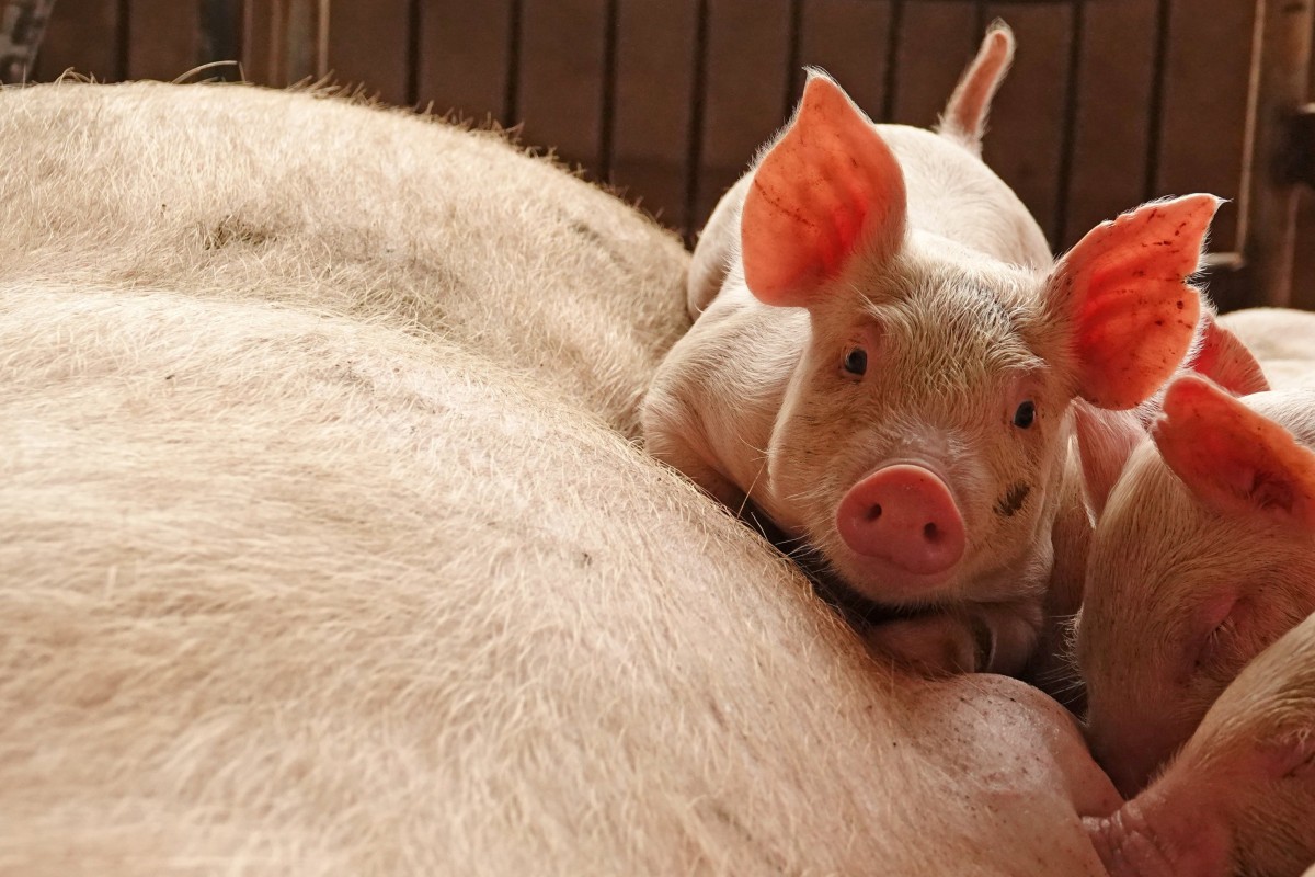 More Piggies Go To The Market In China Amid Swine Fever