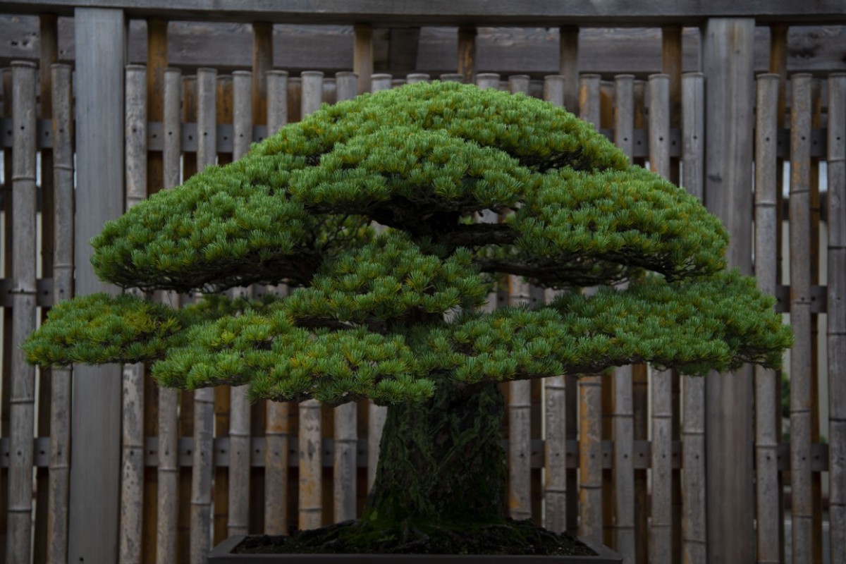 Thieves Stole A Rare 400 Year Old Bonsai From A Japanese Garden The Grief Stricken Owner Offered Care Instructions South China Morning Post