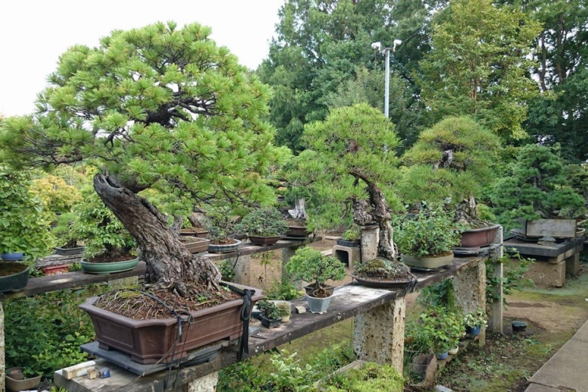 Thieves stole a rare 400-year-old bonsai from a Japanese garden. The grief-stricken owner Thieves stole a rare 400-year-old bonsai from a Japanese garden. The grief-stricken owner