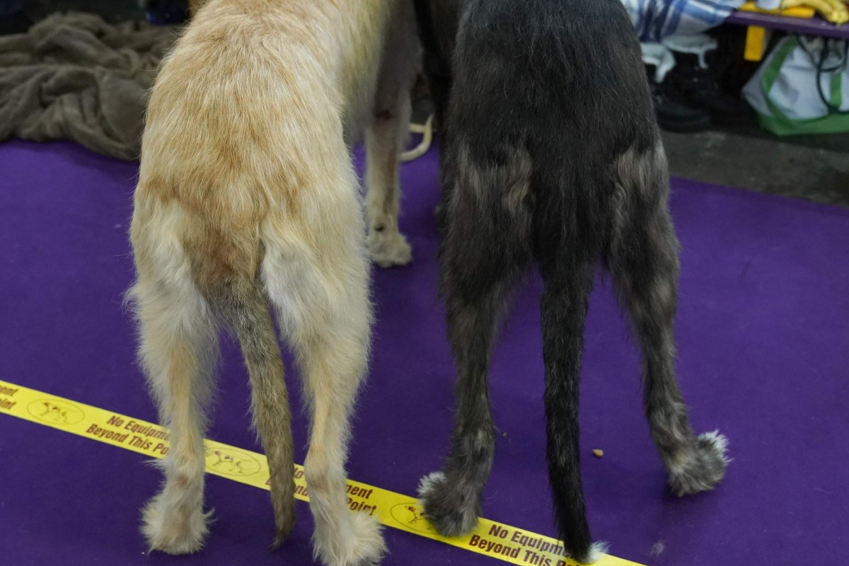 Big And Beautiful Or Short And Cropped Dog Owners At
