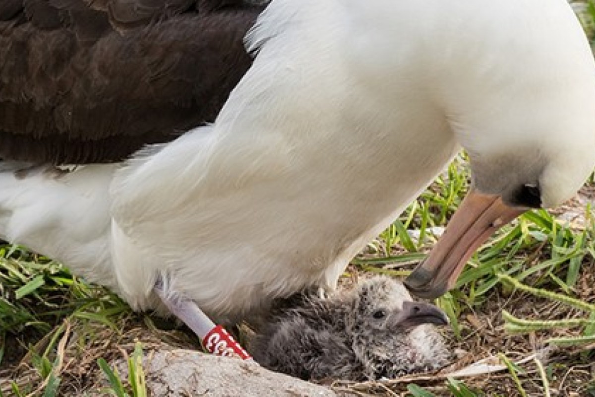 Wisdom The Albatross World S Oldest Wild Bird Is A Mother