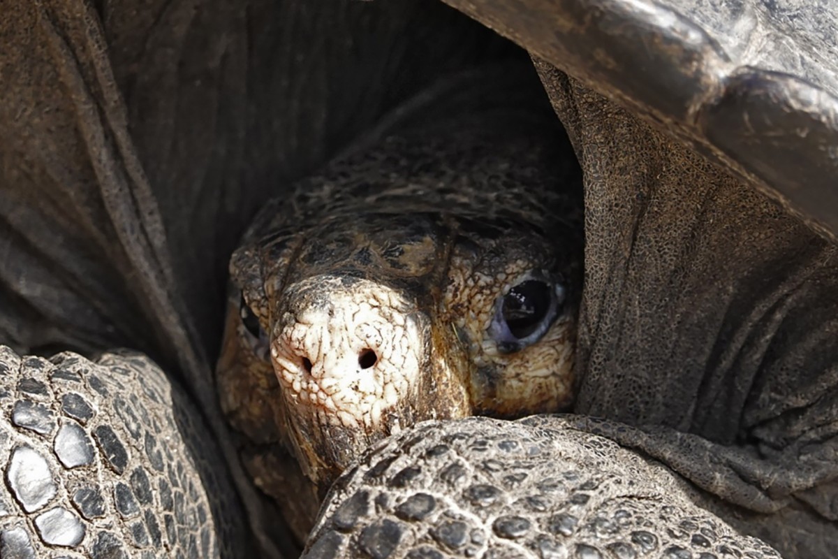 She Lives Fernandina Giant Tortoise A Species Thought Extinct