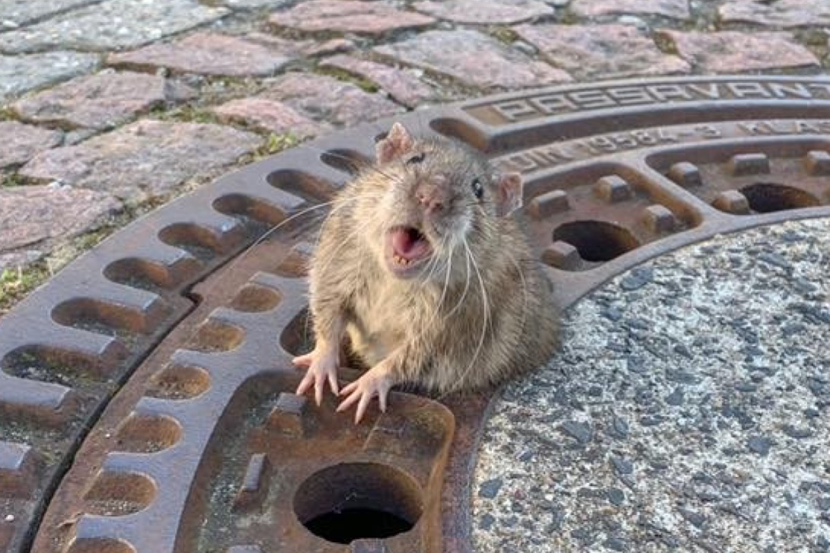 Fashion Rats Sewer Beauty 30 4a212a84 3a39 11e9 a334 8d034d5595df image hires 110536