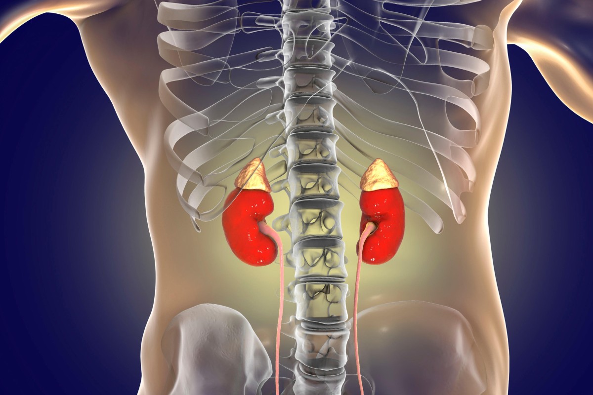 Human kidneys with adrenal glands and ureters. The kidneys form urine by filtering out waste products from the blood, which are expelled from the body using the bladder. Photo: Alamy