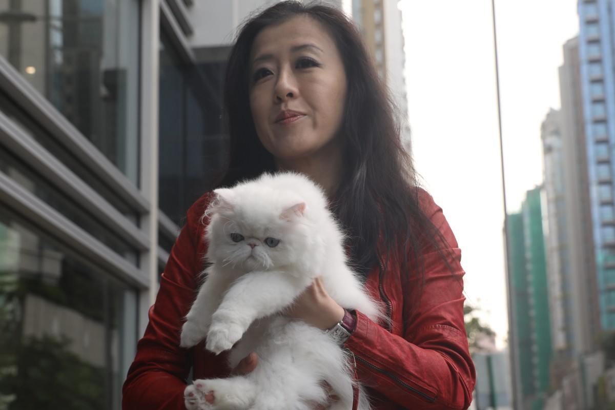 Taiwanese Cat Breeder Who Says Her Persian Kittens Were Stolen And