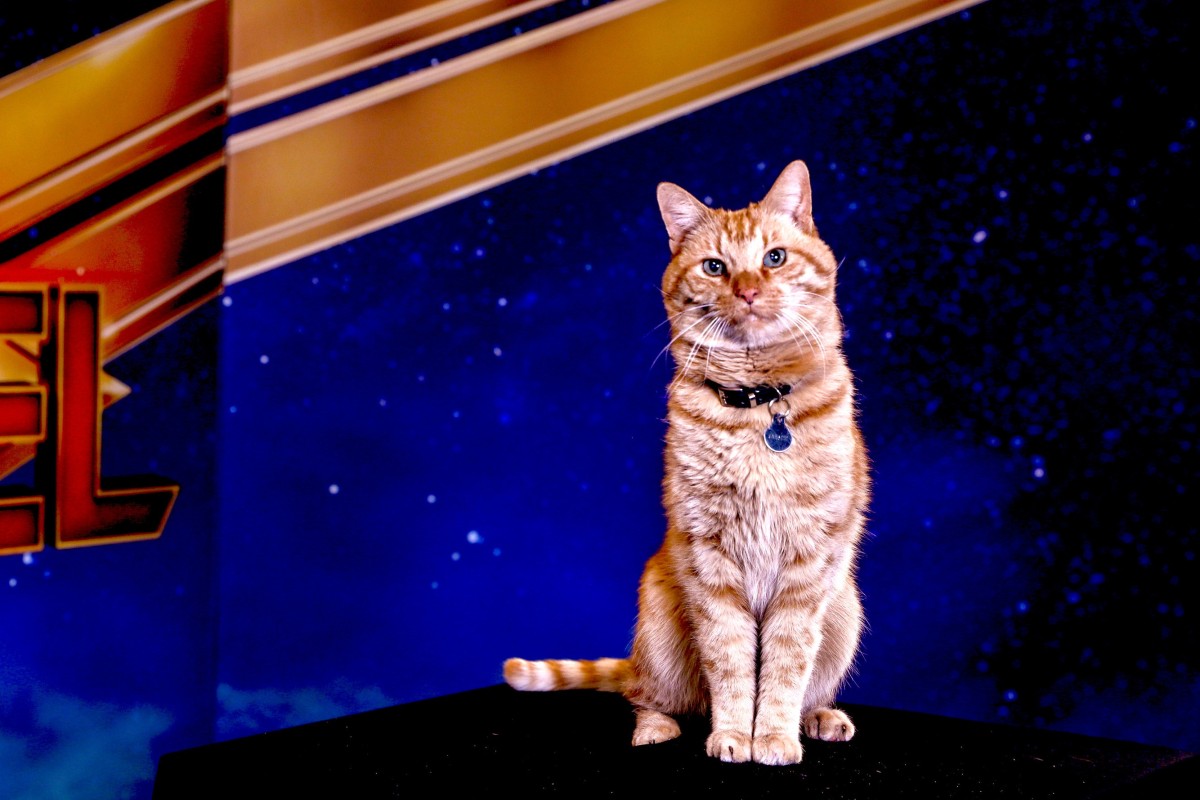 Meet Goose The Cat In Captain Marvel That Steals The Show From