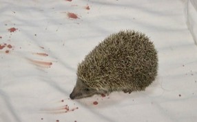 Blood was left on the sheets after the hedgehog smuggled itself into a pillowcase. Photo: Handout Blood was left on the sheets after the hedgehog smuggled itself into a pillowcase. Photo: Handout