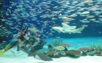 More than 1,000 fish died in a tank at Tokyo's Sunshine Aquarium after operators stopped a bubble-producing cleaning device. File photo: TripAdvisor