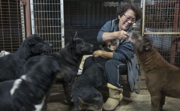 Across the city, cash-strapped and overwhelmed refuges are desperately trying to find loving homes for abandoned and ill-treated canines