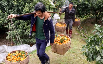 Farmers work on an orange orchard ahead of Lunar New Year in a village in Rongan, Guangxi province. The expansion of rural land use rights in China is designed to improve standards of living in the countryside and narrow the gap with the cities. Photo: AFP