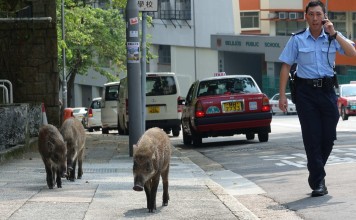 A surge in attacks by feral pigs that have strayed into the city is a sign that the government must rein in the porcine population before someone gets seriously hurt