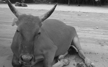 A photograph of Billy the Pui O cow used to accompany the announcement of his death. Photo: Facebook/AFCD