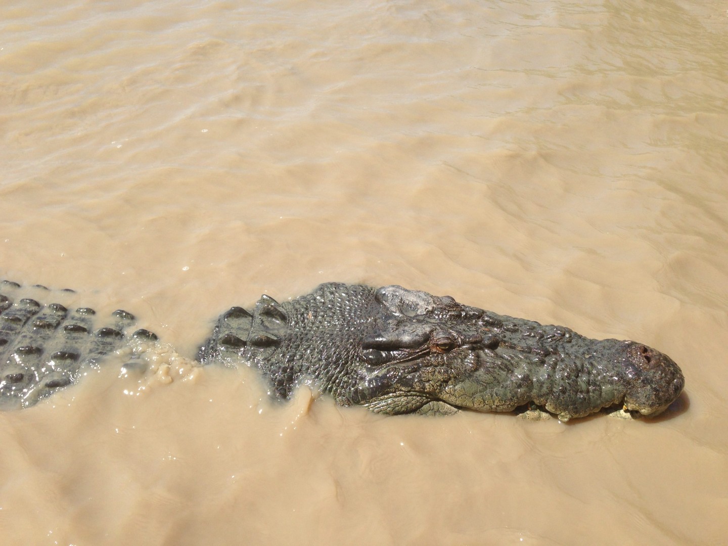 Australian police find body of man taken by crocodile | South China Morning  Post