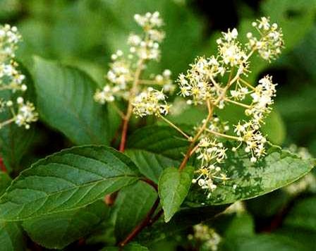 Chinese herb beats drug at rheumatoid arthritis: study | South China Morning Post